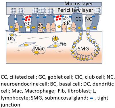 Rhinovirus and Innate Immune Function of Airway Epithelium